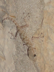 Ptyodactylus guttatus