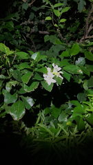 pschen, CC BY, iNaturalist via GBIF Murraya omphalocarpa, photograph pschen, CC BY, iNaturalist via GBIF