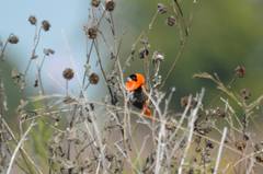 Euplectes franciscanus