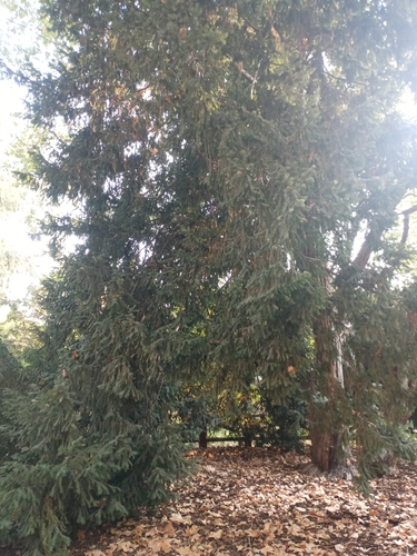 The Three-Trunked Yew of the Velazquez Palace