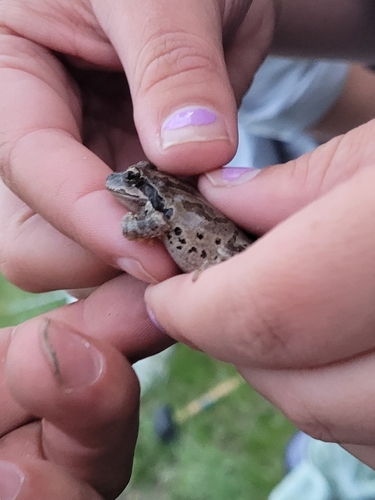 iNaturalist observation photo of Pacific chorus frog