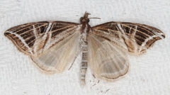 Phrataria transcissata