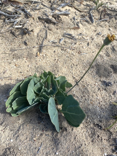 Ivy Babooncabbage (Othonna hederifolia)