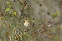 Euplectes franciscanus