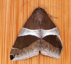 Dysgonia constricta