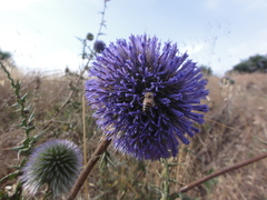 Echinops adenocaulos