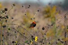 Euplectes franciscanus