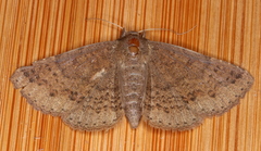 Ericeia subsignata