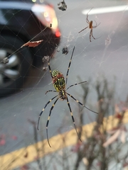 Trichonephila clavata