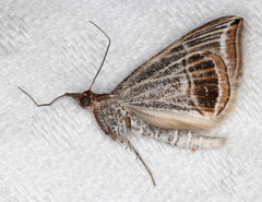 Phrataria transcissata