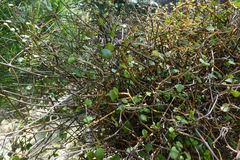 Scandia geniculata