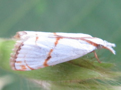 Pseudargyria interruptella