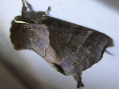 Gonoclostera timoniorum