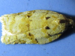 Acleris affinatana