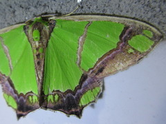 Agathia carissima