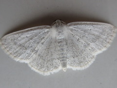 Lomographa subspersata