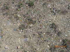 Colobanthus brevisepalus