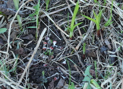 Microstoma protractum