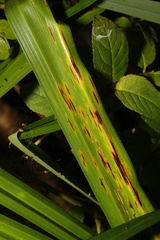 Puccinia caricina