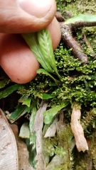 Notogrammitis pseudociliata