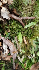 Notogrammitis pseudociliata