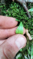 Notogrammitis pseudociliata