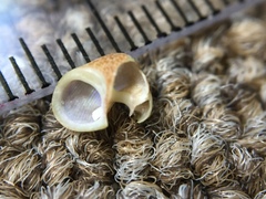 Cantharidus dilatatus