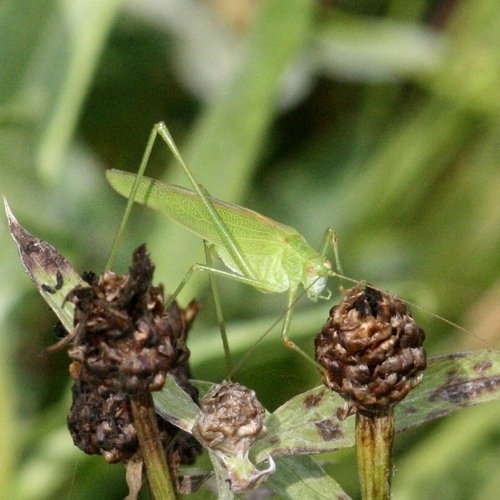 Sickle-bearing Bush-cricket photo 4