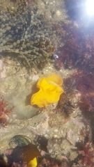 Doris wellingtonensis