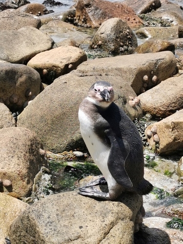 African Penguin