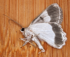 Pingasa cinerea