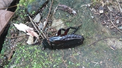 Panesthiinae