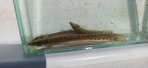 Danubian Spined Loach