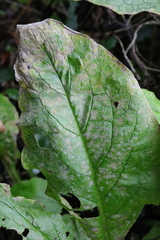 Golovinomyces cynoglossi