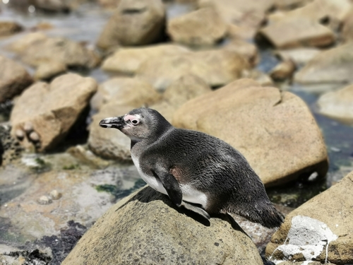 African Penguin