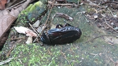Panesthiinae