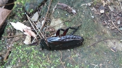 Panesthiinae