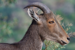 Nilgiritragus hylocrius