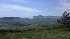 Salvia scabiosifolia