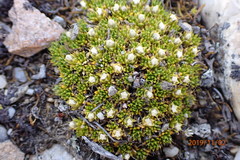 Colobanthus brevisepalus