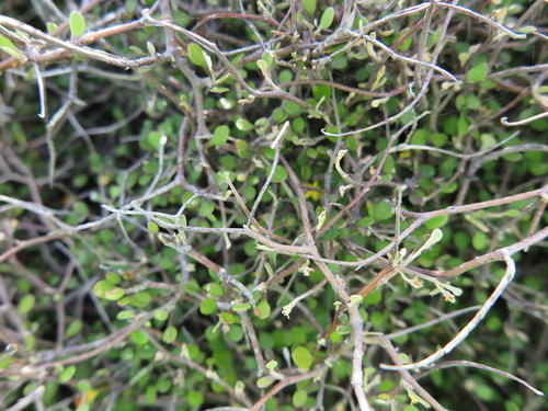 Corokia cotoneaster (Corokia cotoneaster)