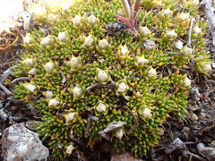 Colobanthus brevisepalus