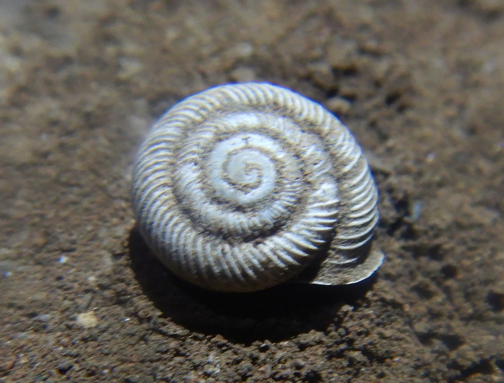 Torresitrachia