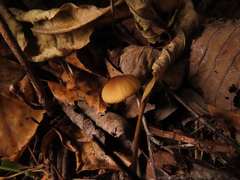 Macrocystidia cucumis