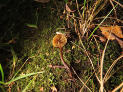 Macrocystidia cucumis