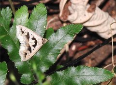 Tephriopis divulsa