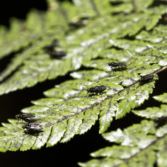 Berisina maculipennis