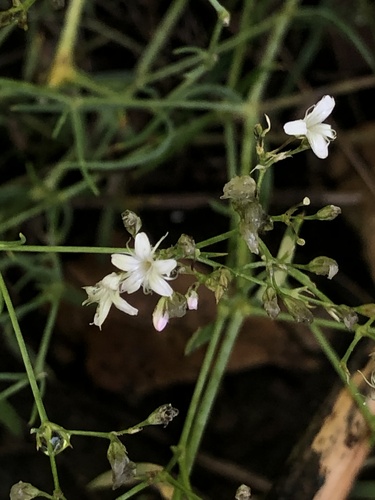 Gypsophila oldhamiana iNat (1)