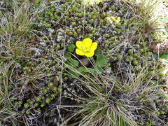 Ranunculus royi