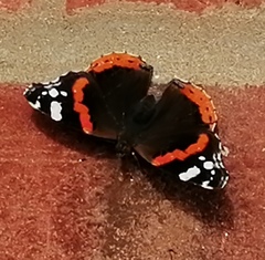 Vanessa atalanta
